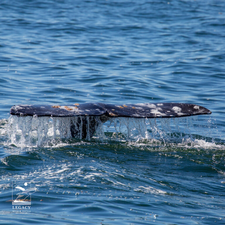 San Diego Whale Watching Tours with Legacy Whale Watch San Diego