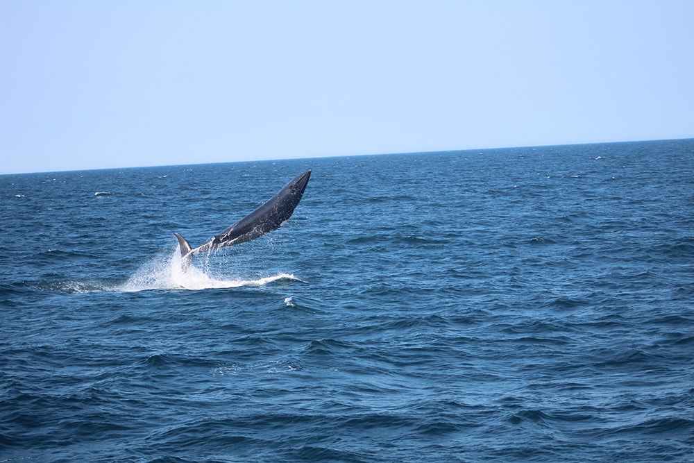 San Diego Whale Watching Season and Best Times for Various Whale Species